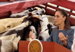 Sheinbaum afirma que cierre de frontera a ganado deber ser por criterios científicos no políticos
