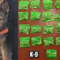 Decomisan 25 envoltorios de hierba en Hermosillo gracias a perro antidrogas