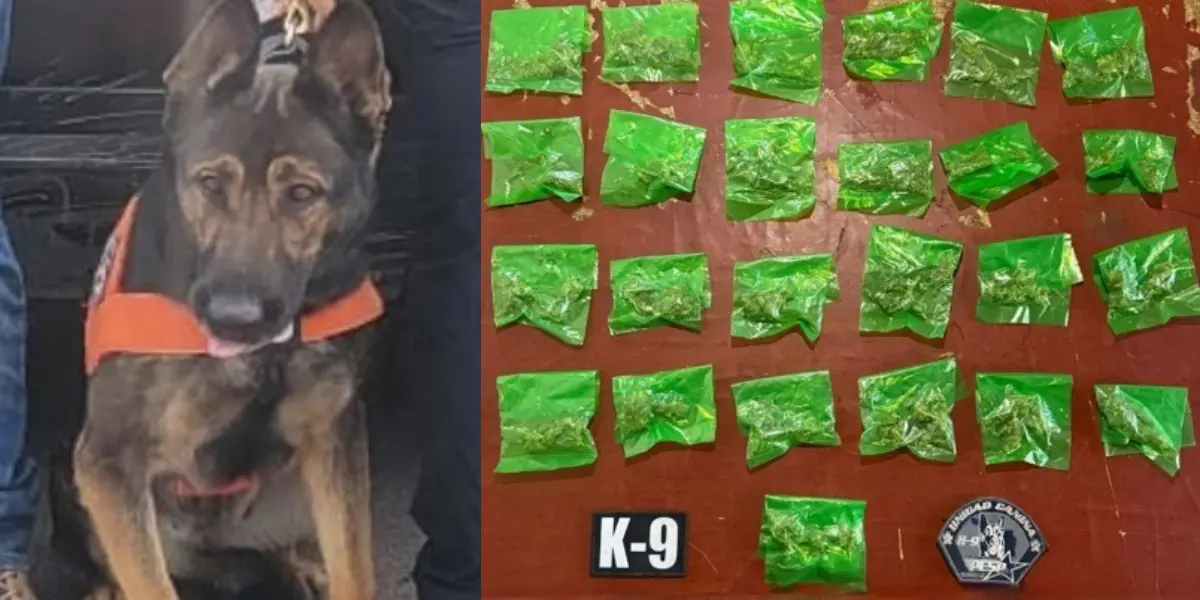 Decomisan 25 envoltorios de hierba en Hermosillo gracias a perro antidrogas