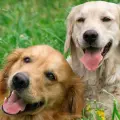 Día Mundial del Perro: Conoce los beneficios de contratar un seguro para tu mascota; costo y cobertura