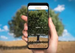 Sonora y Google juntos por la preservación del idioma yaqui