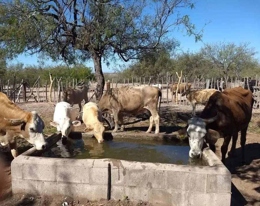 Lluvias mejoran situación de ganaderos del Mayo