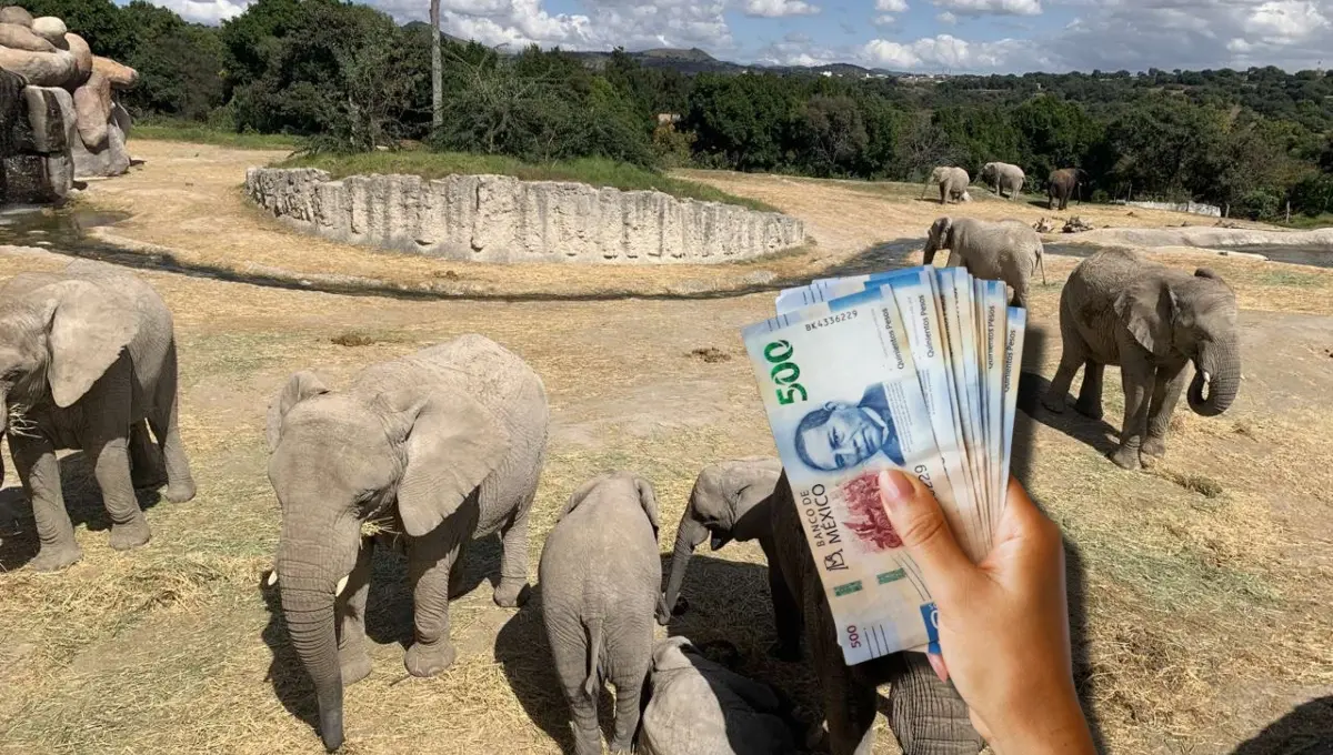 Estos son los costos del Africam Safari en este verano 2025. Foto: Original