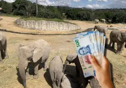 Africam Safari 2025: estos son los costos de la reserva en este verano 2025