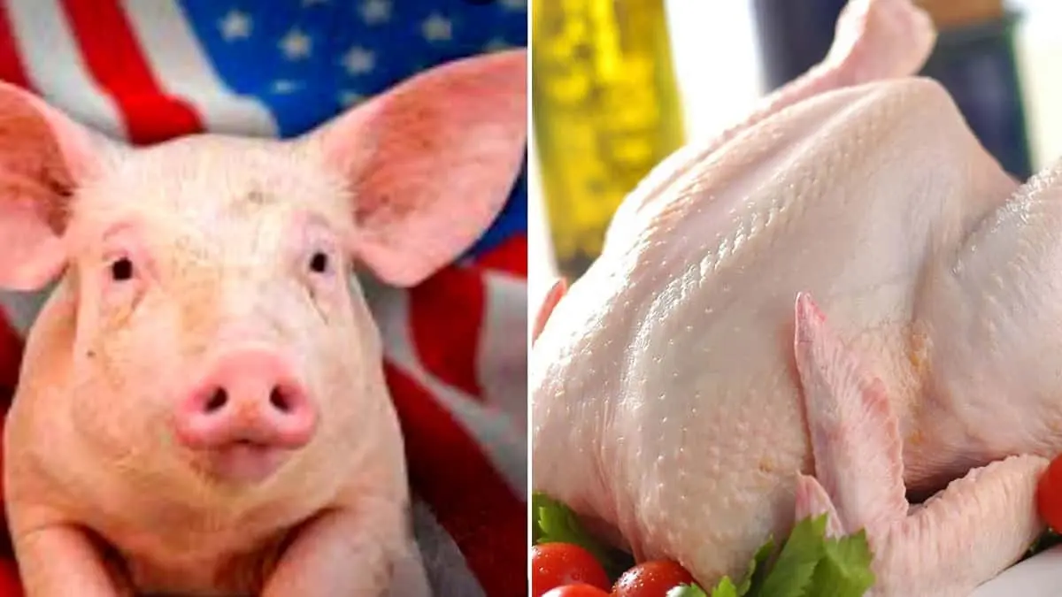 Evalúa México sanciones al pollo y cerdo de EU