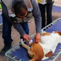 Huatabampo presenta primer caso de rickettsia