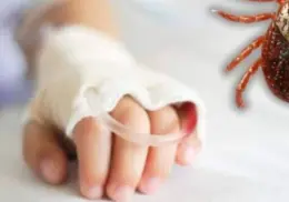 Rickettsia afecta al sur de Sonora