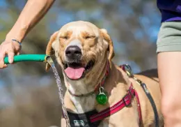 3 consejos para cuidar a tus perritos durante las altas temperaturas en Hermosillo, Sonora