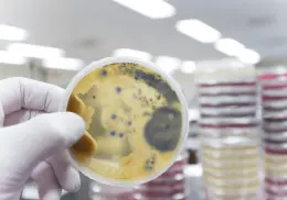 Hongos tóxicos podrían causar hasta el 30% de los casos de cáncer de hígado, alerta científica de la UNAM
