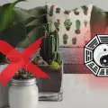Feng Shui: 5 plantas que debes evitar tener en el interior del hogar porque bloquean la energía