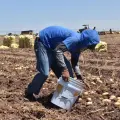 Cae Sonora en actividades primarias durante el primer trimestre: Inegi