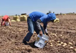 Cae Sonora en actividades primarias durante el primer trimestre: Inegi