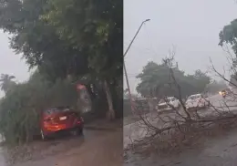 Vuelve a llover en Cajeme; reportan árboles caídos y cierran paso a desnivel