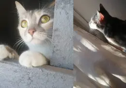 ¿Por qué agosto es el Mes de los Gatos? Conoce la razón detrás del extraño comportamiento felino