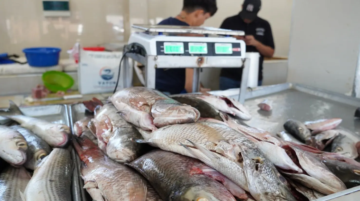 Se estabiliza mercado de pescados y mariscos