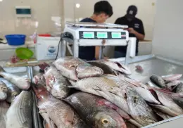 Se estabiliza mercado de pescados y mariscos