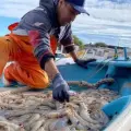 Pescadores del sur de Sonora piden adelantar temporada de camarón