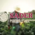Vacante de trabajo con sueldo de 96 mil pesos en la Secretaría de Agricultura