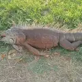 Amanece muerta iguana de la Laguna del Náinari, así como otros animales