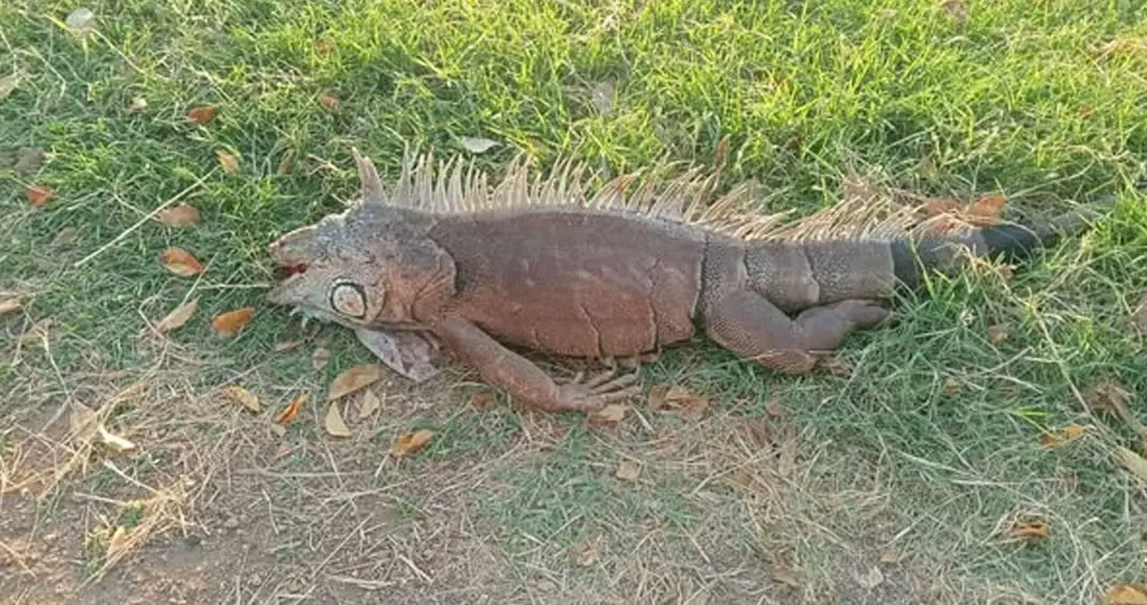 Amanece muerta iguana de la Laguna del Náinari. Fotos: Nutricionista Karla Paola Valenzuela /Facebook.
