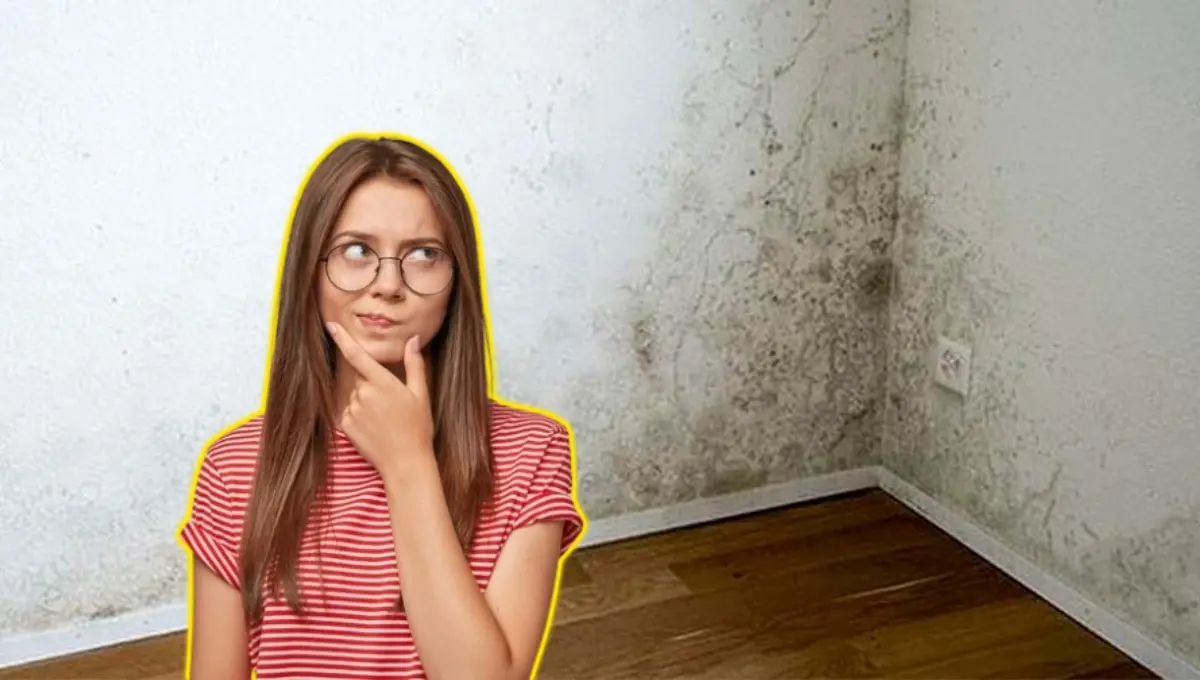 Así puedes retirar la humedad de la pared de manera rápida. Foto: Original