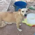 Chapis busca una nueva familia; así pueden cajemenses adoptarla