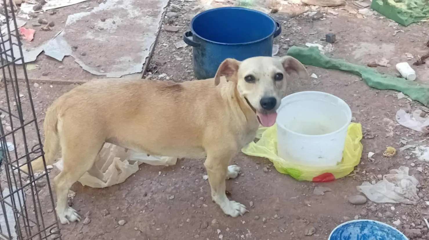 Chapis busca una nueva familia; así pueden cajemenses adoptarla