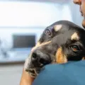 ¿Es válido rezar por la salud de una mascota enferma? Esto dice la Iglesia