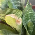 Se puede evitar quemadura de plantas