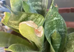 Se puede evitar quemadura de plantas
