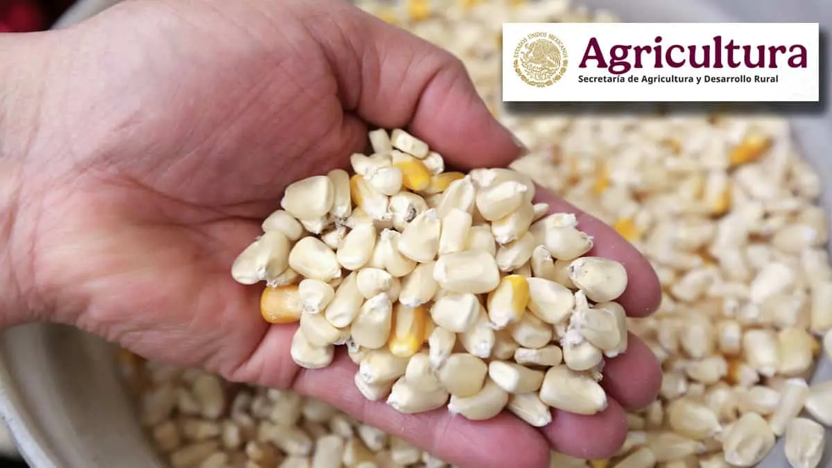 Sader fija en 7 mil pesos el precio de garantía a la tonelada de maíz blanco