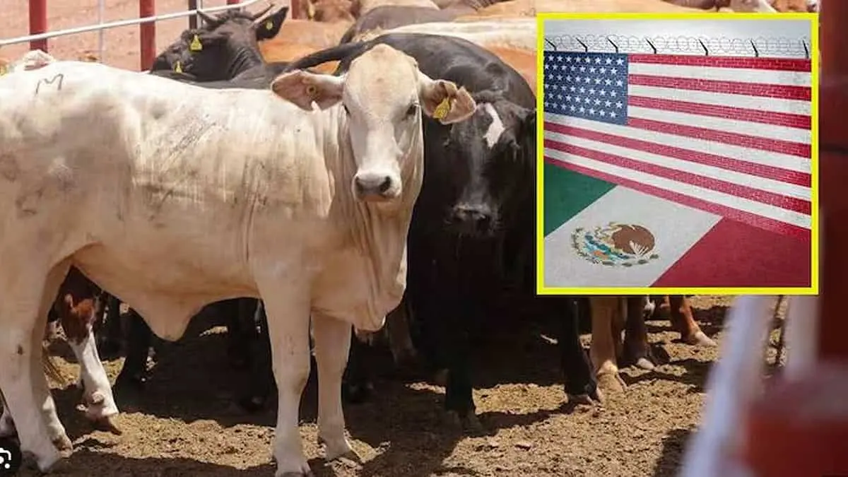 Exportación de ganado lista para reactivarse