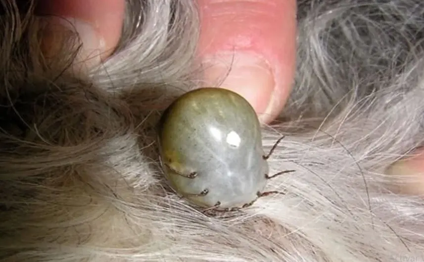 Navojoa en tercer lugar por más casos de rickettsia en Sonora