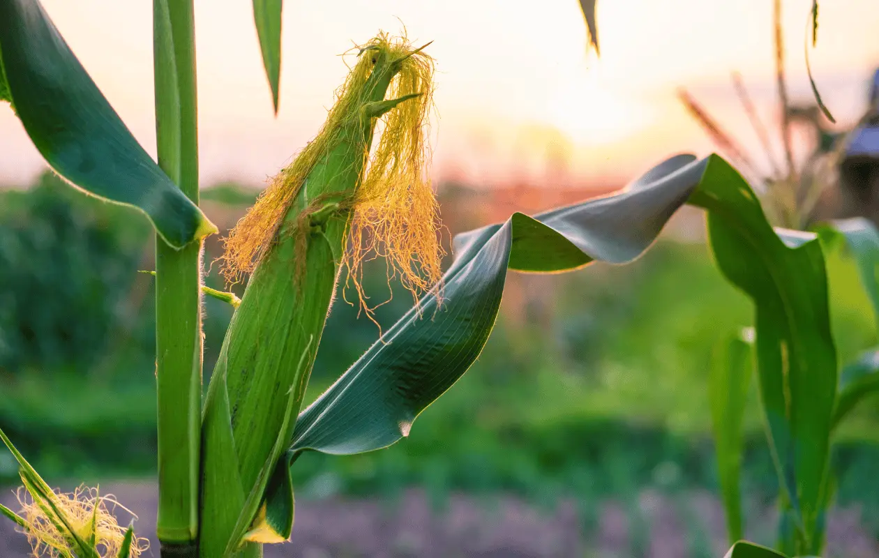 Agricultura hizo una propuesta de precio, pero los productores la rechazan.