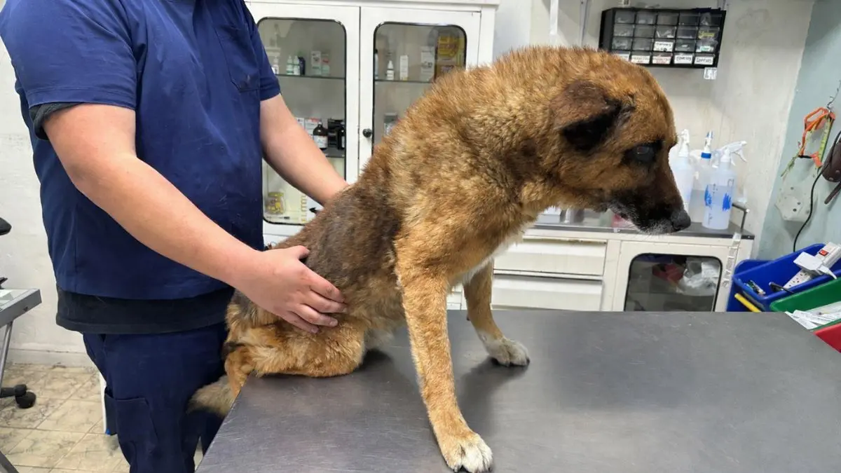 Fundación Mundo Patitas habla del futuro de Lobito, el perrito agredido en Naucalpan