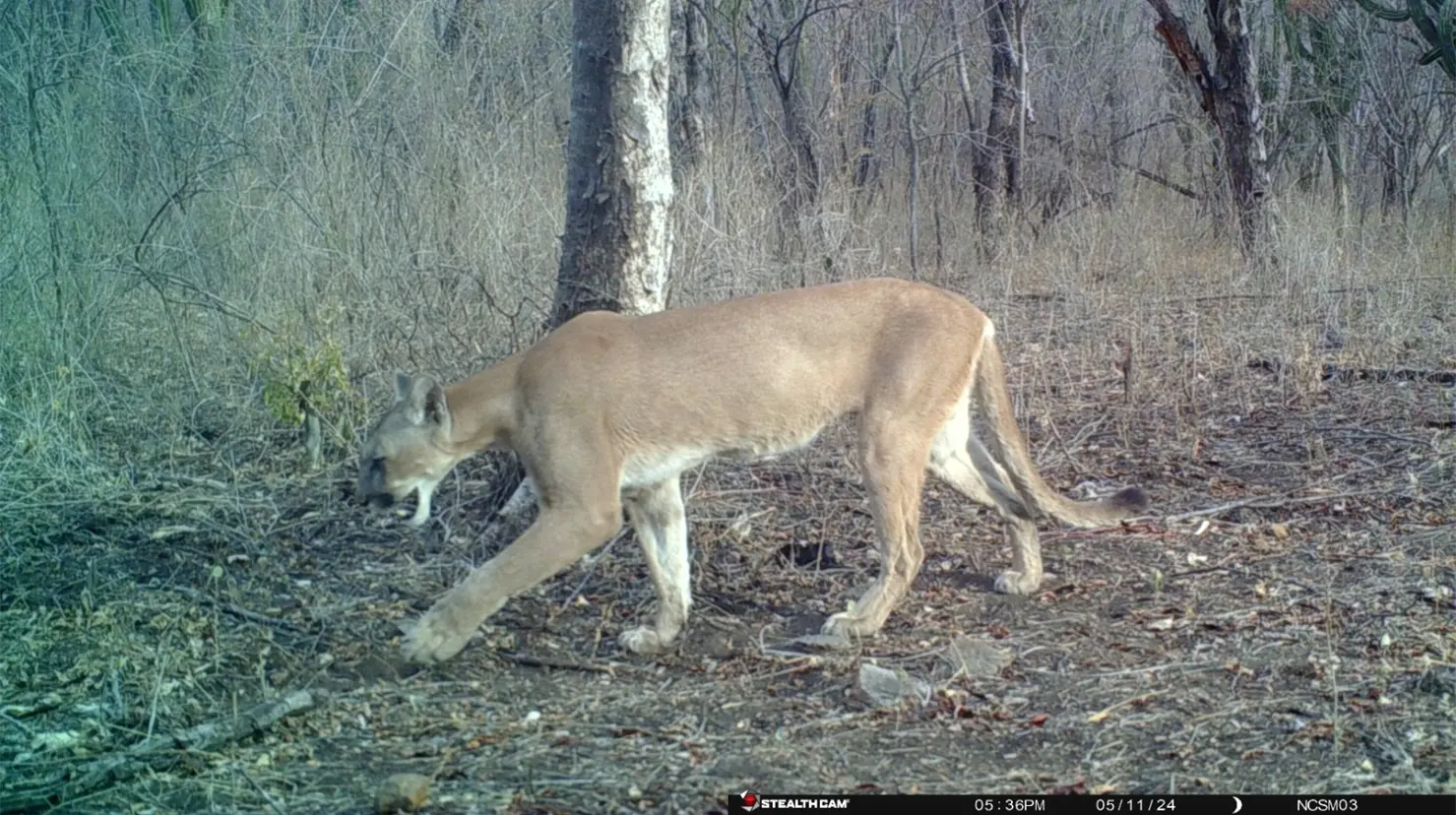 Destacan presencia de felinos en Sierra de Álamos