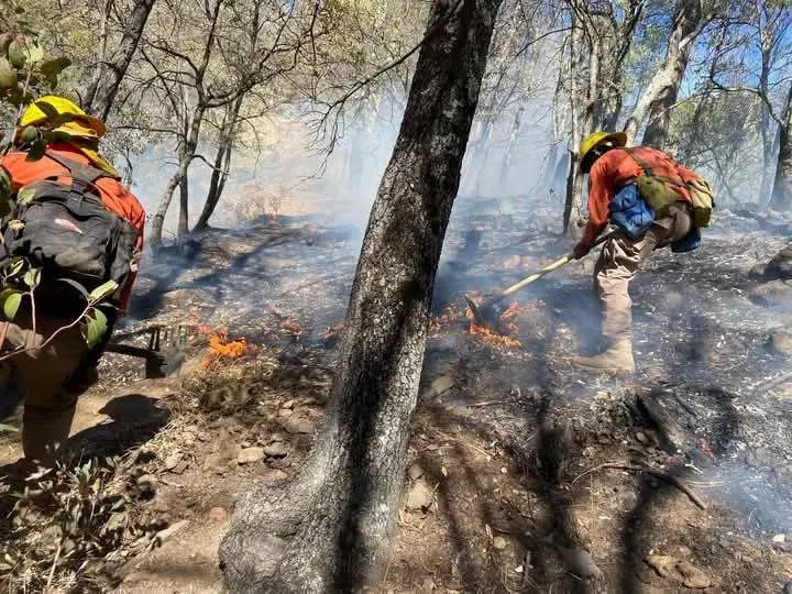 Alertan por incendios forestales en Álamos