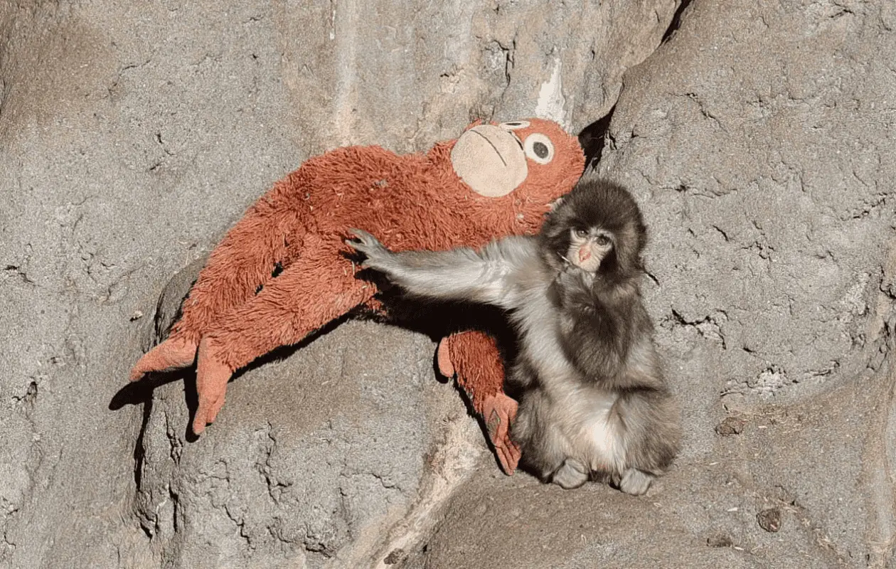 El zoológico pidió no sentir lástima por el animal que se hizo viral en redes sociales.