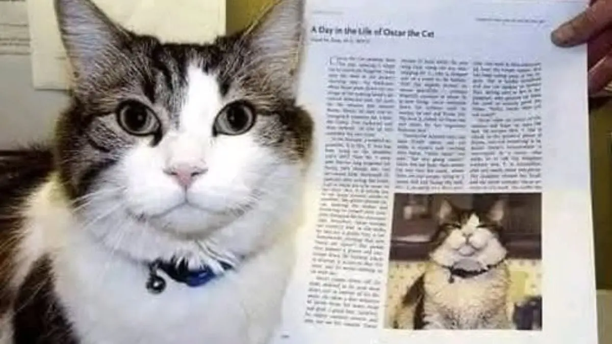 Esta es la historia de Oscar, el gatito que predecía la muerte