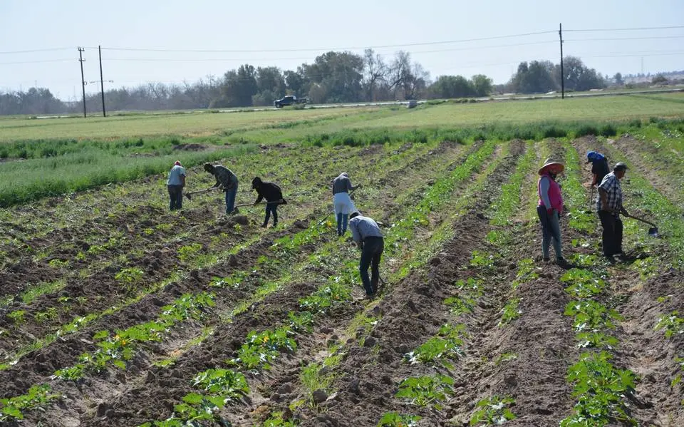 Demandan mayos empleo en el campo
