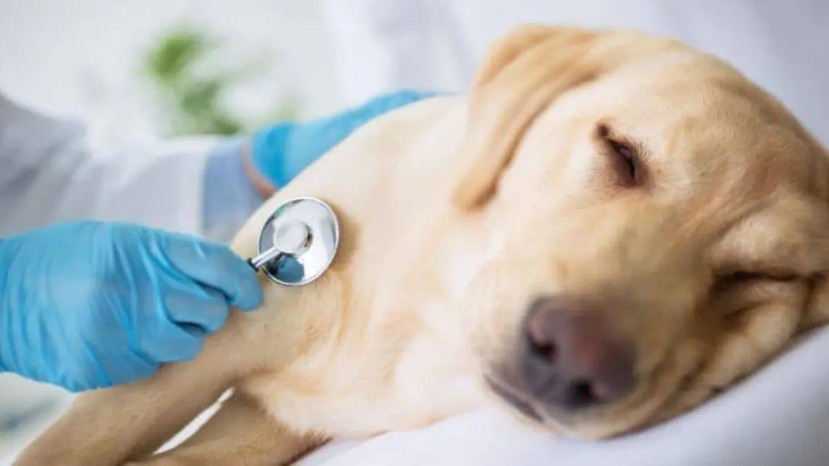 La peligrosa enfermedad en perros que puede causar la muerte si no se detecta a tiempo