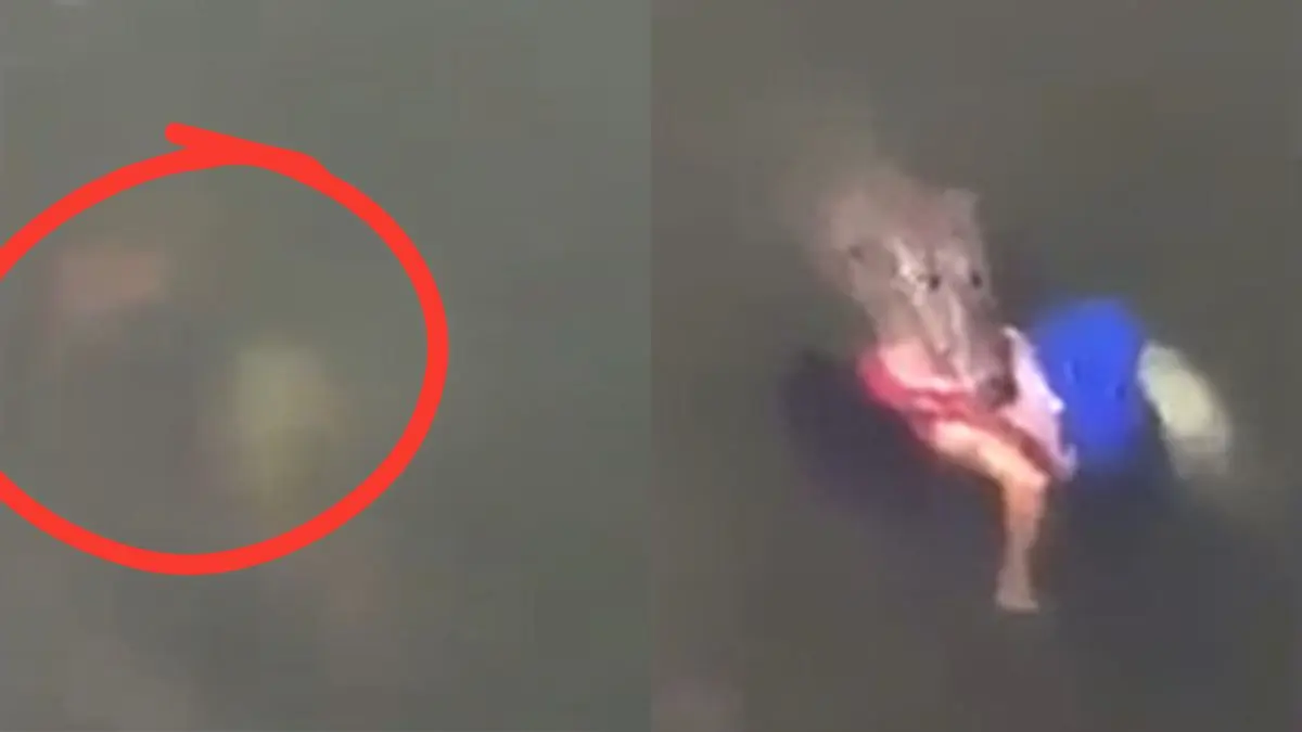 VIDEO | Mujer es brutalmente devorada por cocodrilo mientras lavaba ropa en una laguna