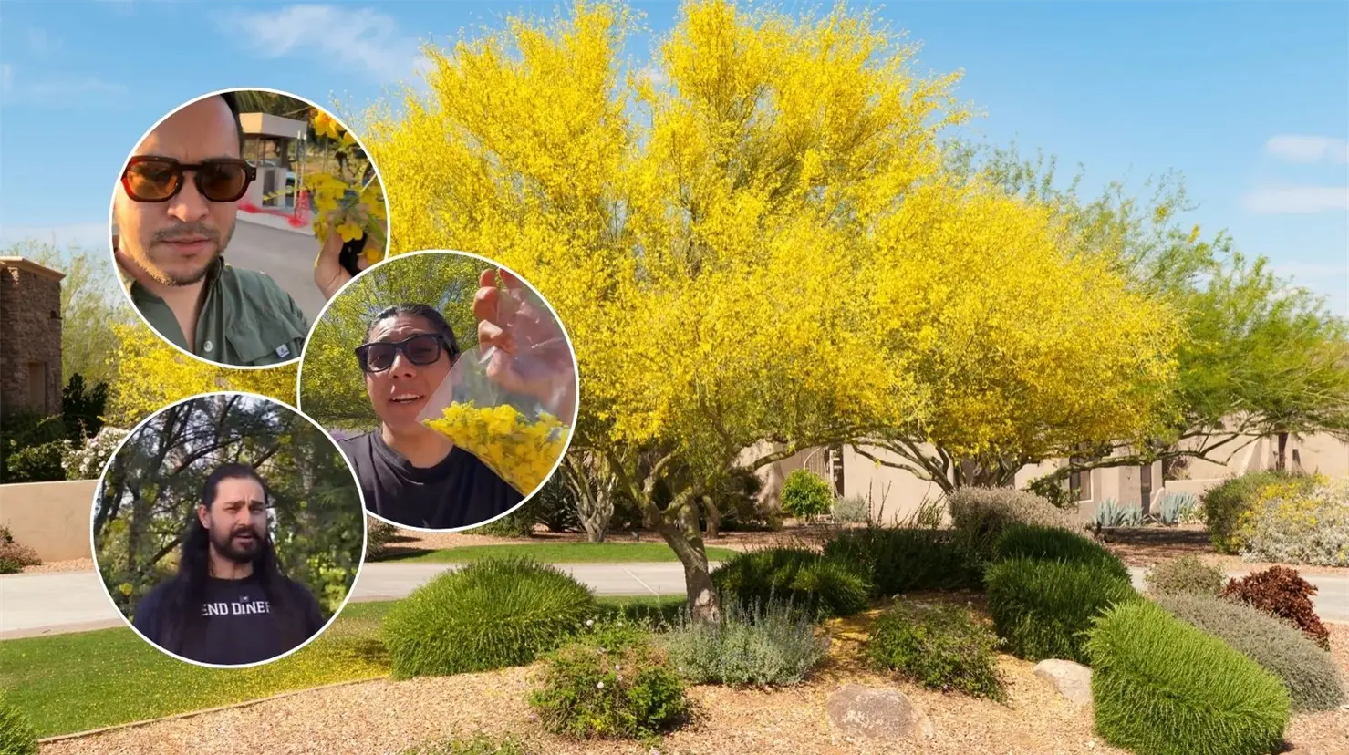 Árbol de palo verde: La especie endémica del desierto que influencers promueven plantar en Sonora