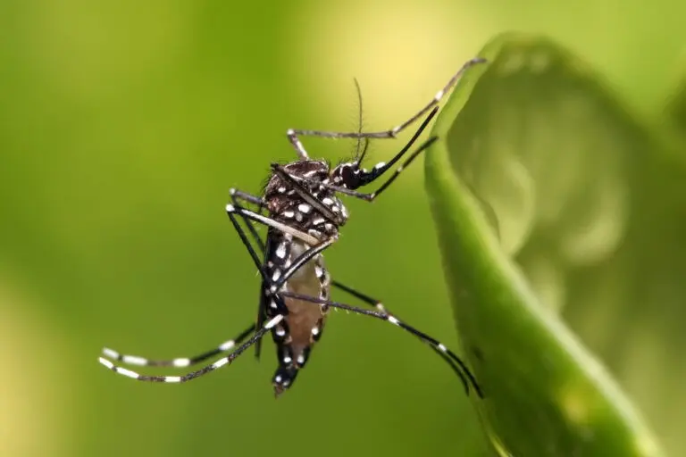 Suman 293 casos de dengue en Sonora