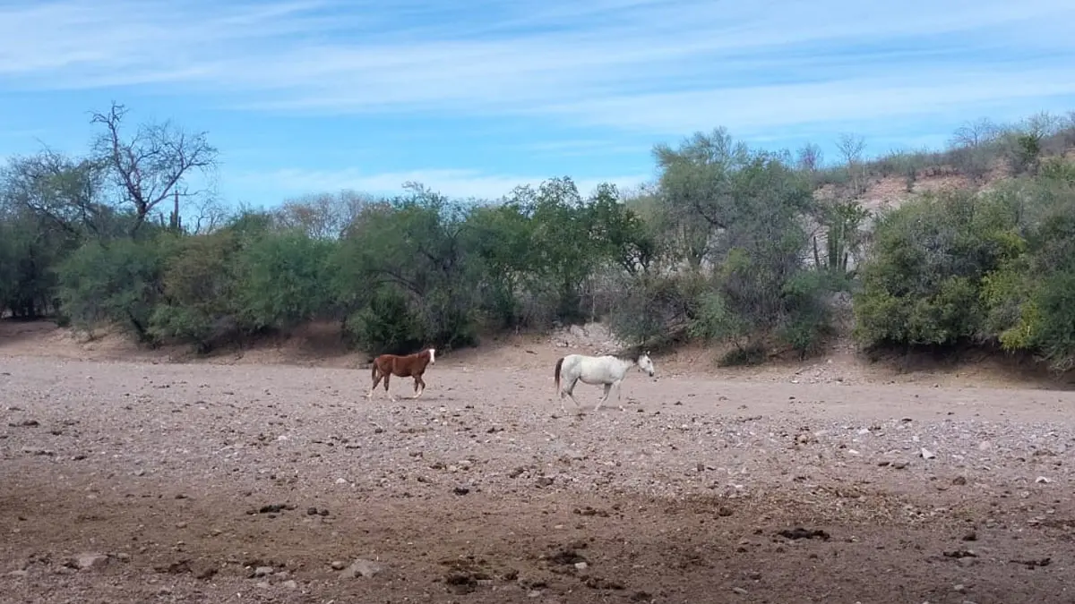 Altas temperaturas y rachas de viento marcarán el clima en Sonora este 10 de abril, con sensación térmica elevada durante la tarde.