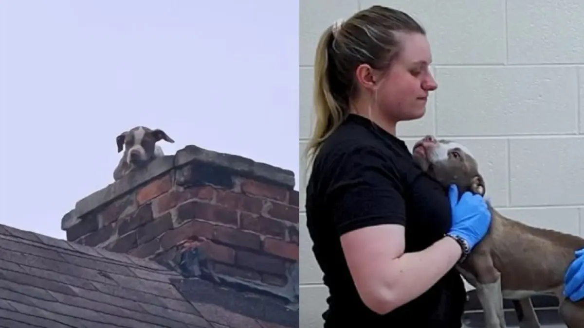 VIDEO | Bomberos rescatan a cachorro atrapado en chimenea y conmueven en redes sociales