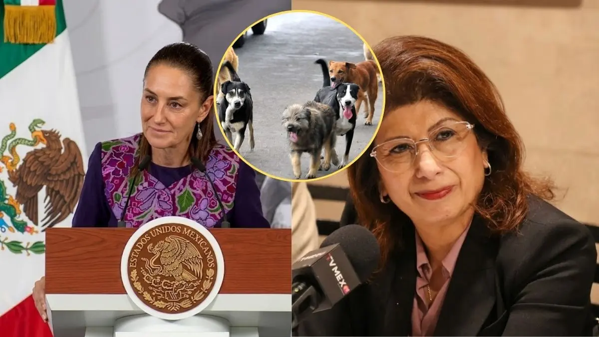 Organizaciones y autoridades reabren el debate sobre el trato a animales en situación de calle y el uso de sacrificios como medida de control.