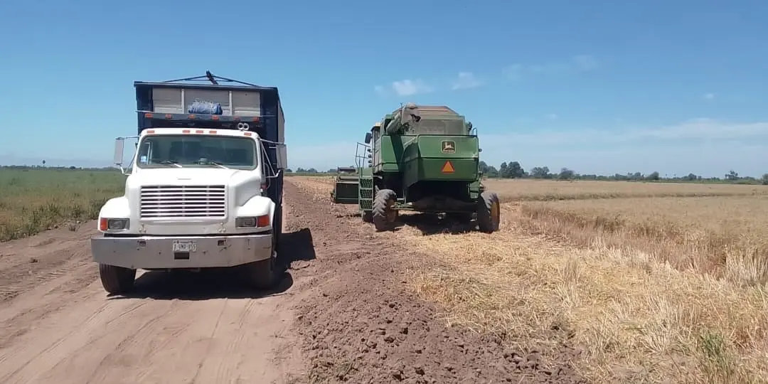 Bajas cosechas de trigo afectan a transportistas de carga del Mayo