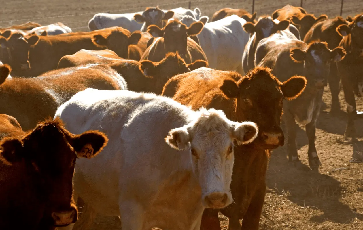 Crisis climática amenaza la reproducción animal y la seguridad alimentaria global