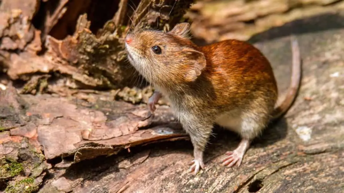Brote mortal en crucero: qué es el hantavirus y por qué encendió la alerta internacional